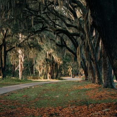 Blythewood SC neighborhood with pine trees