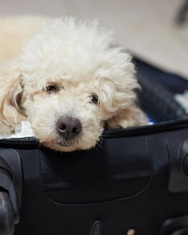 Fluffy dog peeking out of a travel bag